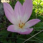 Colchicum lusitanum 花