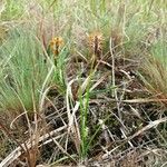 Carex hirta Flower