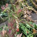 Vriesea imperialis Frukt