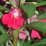 Impatiens balsamina Flower
