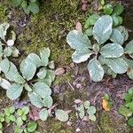 Strobilanthes alternata Hoja