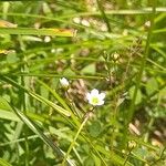 Linum catharticumFlower