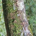 Ochna serrulata 樹皮
