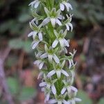 Platanthera elegans Fiore