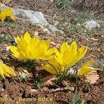 Sternbergia sicula आदत