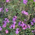 Erysimum linifolium 花