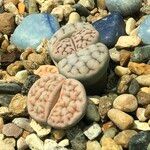 Lithops spp. 整株植物