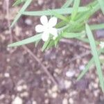Heliotropium tenellum 花