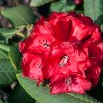 Rhododendron barbatum Flor