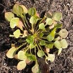 Claytonia rubra Blatt