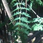 Albizia harveyi 葉