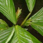 Hylaeanthe unilateralis Hoja