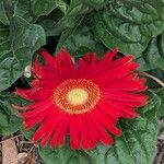 Gerbera jamesonii Virág