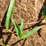 Commelina forskaolii Lapas