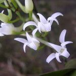 Cyrtorchis ringens Flower