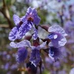 Bowdichia virgilioides Квітка