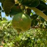 Citrus × latifolia Fruit