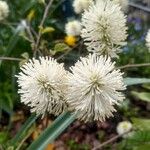 Fothergilla gardenii Cvet