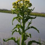 Tephroseris palustris Blomst