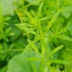 Galium spurium Blad