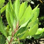 Photinia arbutifolia পাতা