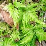 Selaginella willdenowiiЛист