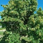 Tilia mongolica Habitatea