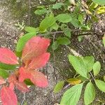 Vaccinium pallidum Leaf