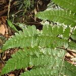 Triplophyllum troupinii