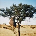 Vachellia erioloba 葉