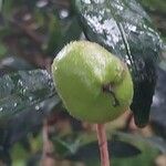 Camellia oleifera ফল