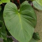 Homalomena rubescens Hoja
