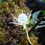 Angraecum expansum फूल