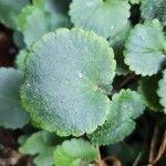 Saxifraga hirsuta Hoja
