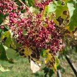 Tetradium daniellii Frucht