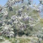 Hyptis emoryi Fruto