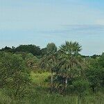 Copernicia alba Hoja