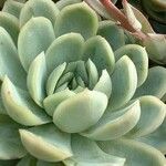 Echeveria elegans पत्ता