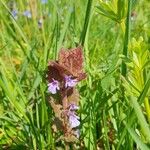 Glechoma hederaceaFlower