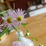 Erigeron speciosusFlower