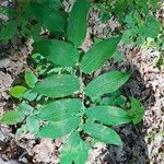 Polygonatum multiflorumList