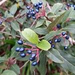 Viburnum rugosumFrutto