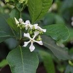 Voacanga africana Blomma