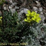 Brassica repanda Квітка