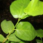 Morus celtidifolia Blatt
