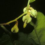 Diospyros cayennensis Fruto