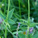 Trifolium montanum 葉