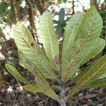 Pleioluma lasiantha Folio