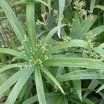 Cyperus laxus Folla