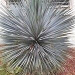 Yucca rostrataΦύλλο